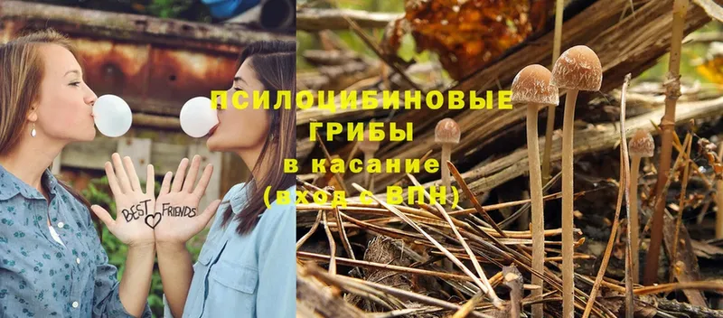 где можно купить   Камышлов  Галлюциногенные грибы Magic Shrooms 