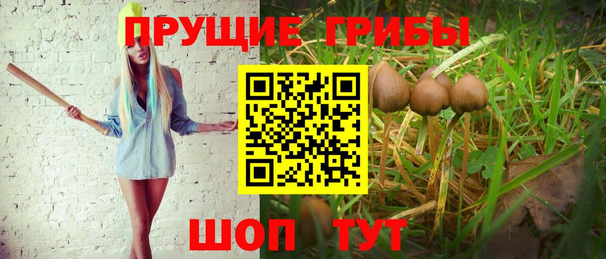 дарнет шоп  Псилоцибиновые грибы MAGIC MUSHROOMS  Вход с VPN  Камышлов 